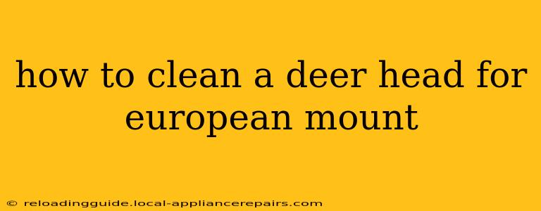 how to clean a deer head for european mount