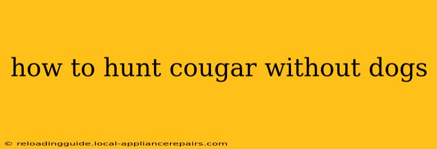 how to hunt cougar without dogs