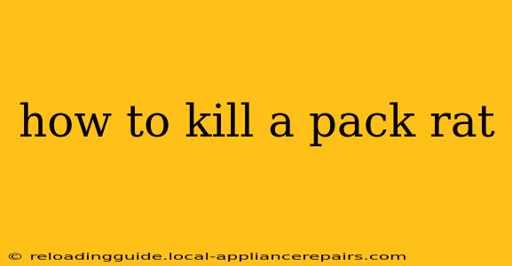 how to kill a pack rat