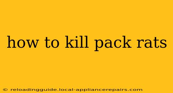 how to kill pack rats