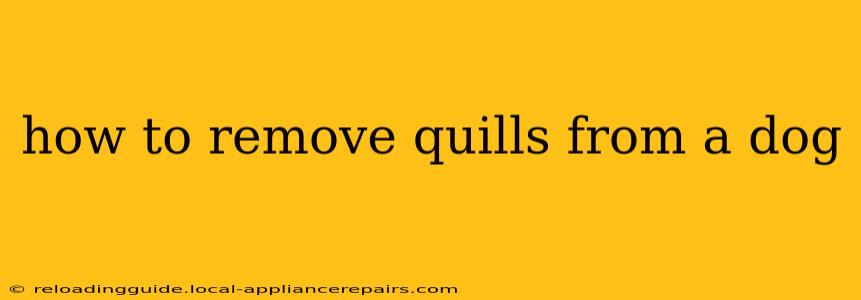 how to remove quills from a dog