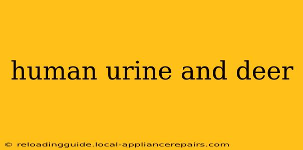 human urine and deer