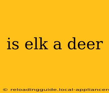 is elk a deer