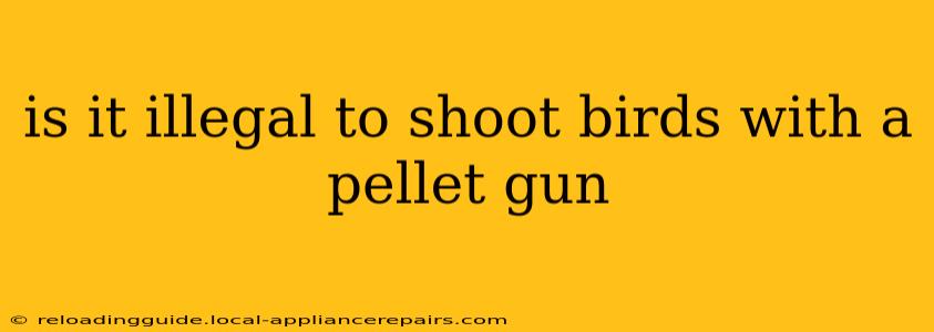 is it illegal to shoot birds with a pellet gun