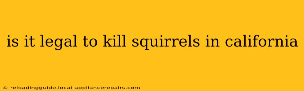 is it legal to kill squirrels in california