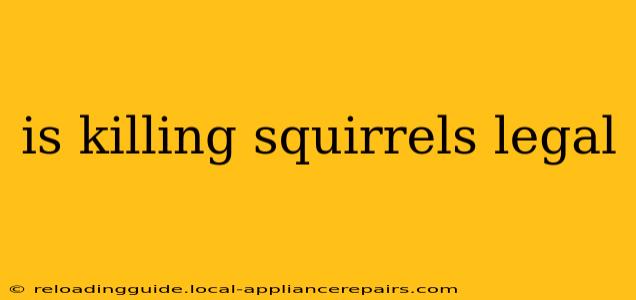 is killing squirrels legal