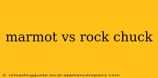 marmot vs rock chuck