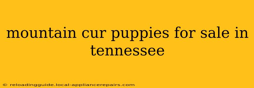 mountain cur puppies for sale in tennessee