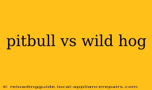 pitbull vs wild hog