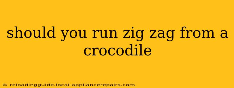 should you run zig zag from a crocodile