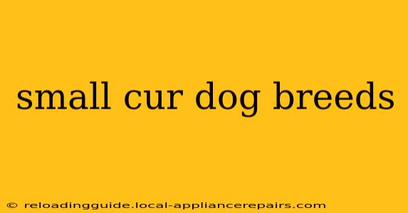 small cur dog breeds