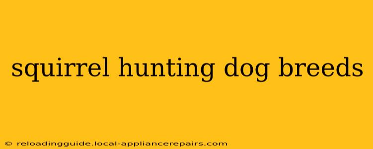 squirrel hunting dog breeds