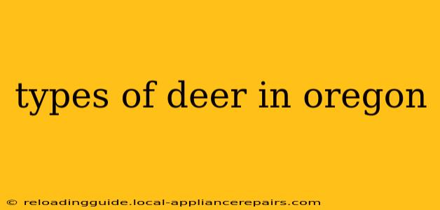 types of deer in oregon