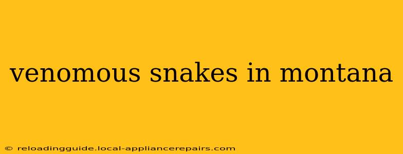 venomous snakes in montana