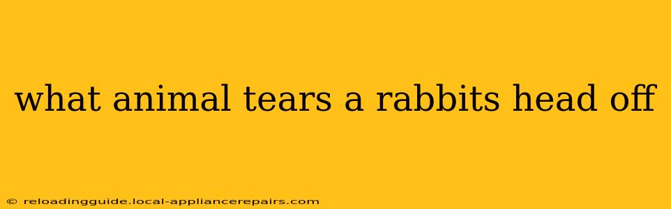 what animal tears a rabbits head off