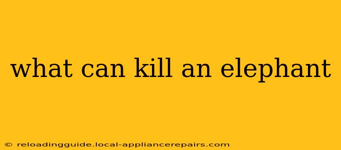 what can kill an elephant