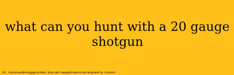 what can you hunt with a 20 gauge shotgun