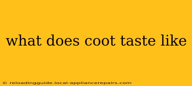 what does coot taste like