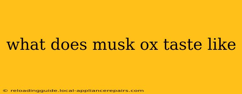 what does musk ox taste like