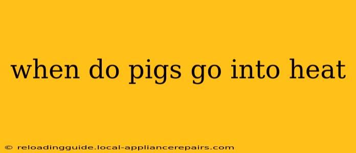 when do pigs go into heat