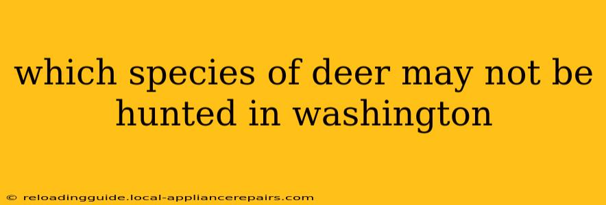 which species of deer may not be hunted in washington