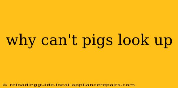 why can't pigs look up