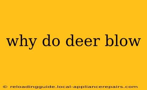 why do deer blow