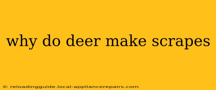 why do deer make scrapes