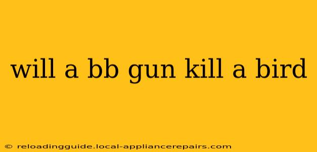 will a bb gun kill a bird